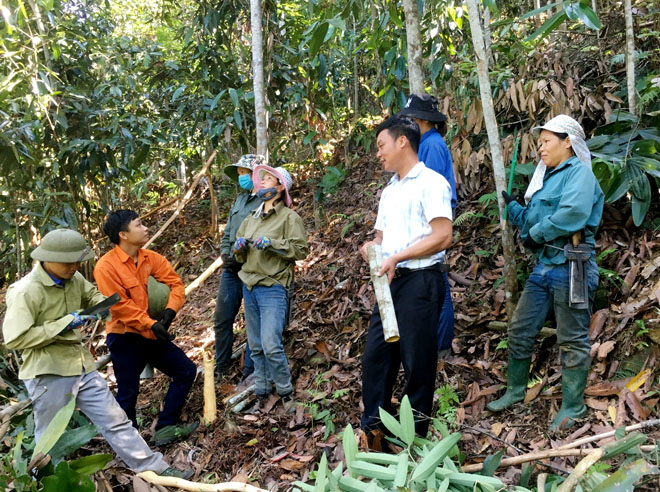 Anh Bàn Văn Minh (thứ 2, áo trắng) cùng với nhân công khai thác quế tại vườn rừng của gia đình.